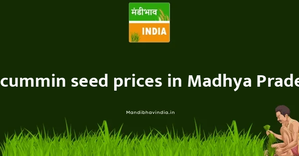 cummin seed price